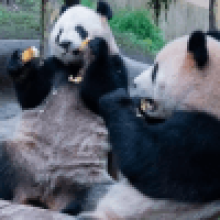 Панд, живущих в зоопарке, приняли за людей в костюмах