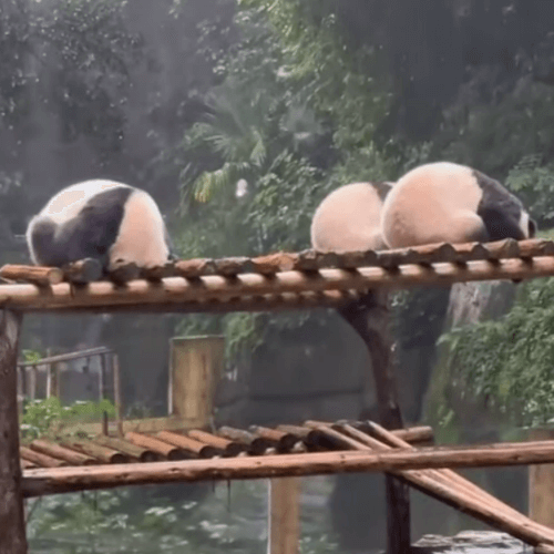 Панды подумали, что если они не видят дождя, он их не намочит