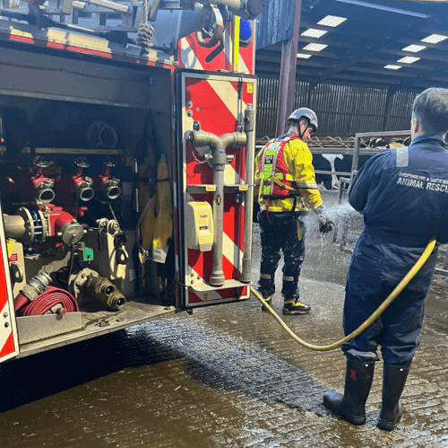 Пожарным пришлось спасать телёнка из ямы с навозом