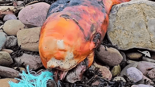Останки оранжевого существа, выброшенные на берег, озадачили даже экспертов