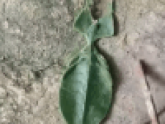 Древесный лист, в который тыкали палочкой, оказался насекомым и уполз от обидчика