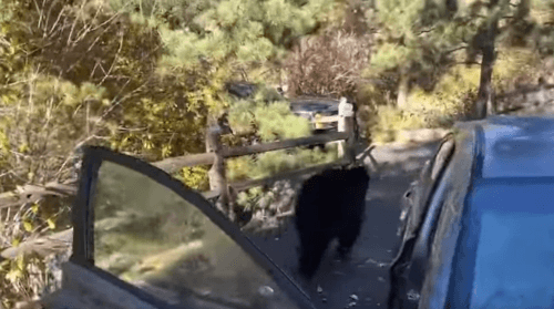 Медведь, привлечённый пакетом арахисовых конфет, забрался в машину и устроил там беспорядок