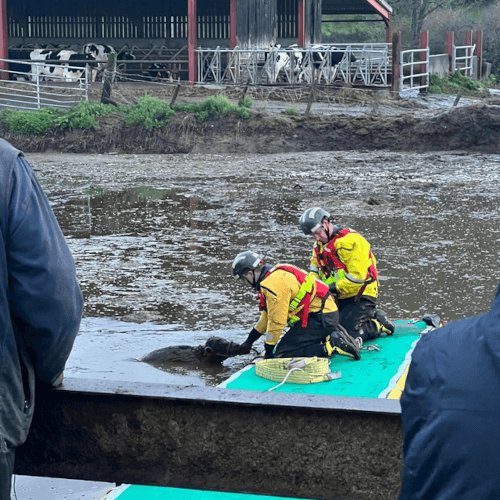Пожарным пришлось спасать телёнка из ямы с навозом