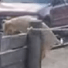Чтобы «устраивать сцены» соседским собакам, четвероногая скандалистка научилась прыгать через забор