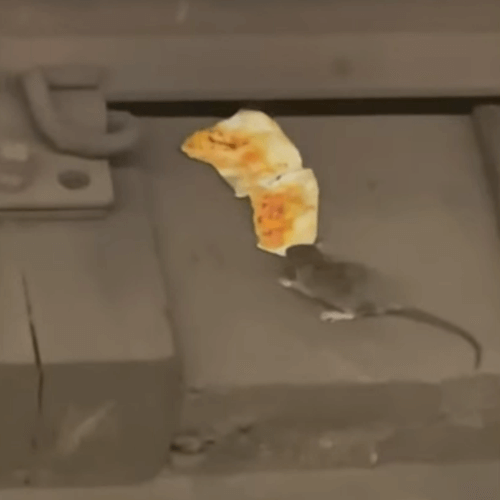 Крысы в метро не поделили кусок пиццы и устроили «перетягивание каната»