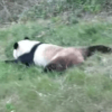 Панда научилась кататься на животе с травяной горки