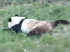 Панда научилась кататься на животе с травяной горки