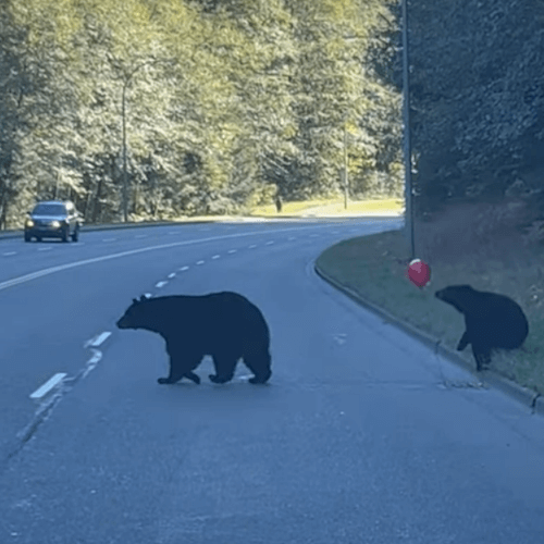 Красный воздушный шар улетел от игривого медвежонка
