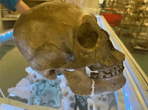 Покупатель увидел в благотворительном магазине человеческий череп