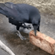 Ворона попыталась расколоть грецкий орех кирпичом