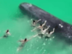 Приплывший на пляж кит приблизился к купавшимся людям