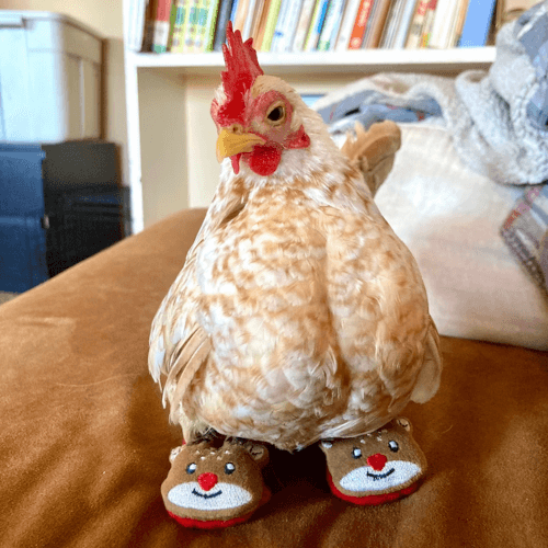 Цыплёнок, потерявший пальцы на лапках, получил в подарок десятки пар ботиночек