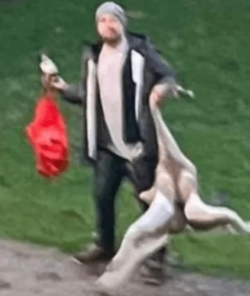Полиция ищет мужчину, который, схватив лебедя за шею, тащил птицу по дорожке