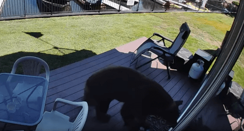 Попытавшись ворваться в дом, медведь сломал дверь