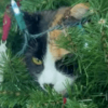 Кошка замаскировалась в ветвях ёлки, чтобы наблюдать за птицами