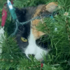Кошка замаскировалась в ветвях ёлки, чтобы наблюдать за птицами