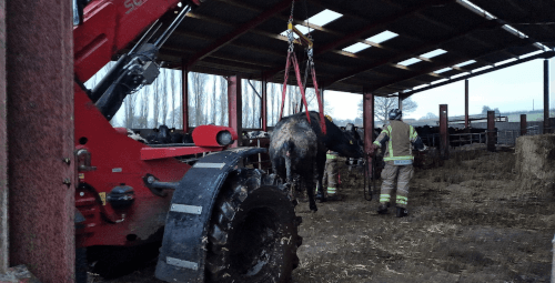 Пожарные спасли корову из выгребной ямы