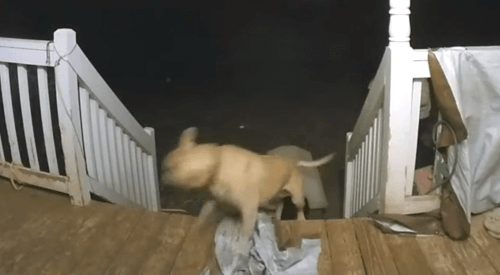 Собака, которая залезла в переноску, неожиданно скатилась вниз по ступенькам