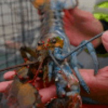 Рыбак поймал редчайшего лобстера с «половинчатым» окрасом