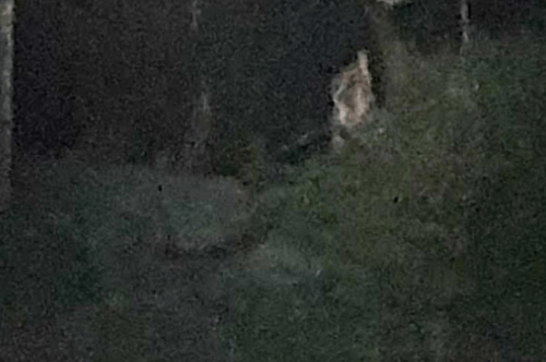 Исследователи сфотографировали «фею», похожую на призрачного волка