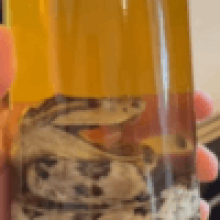 Виски с ядовитой гадюкой является одним из самых странных напитков в мире