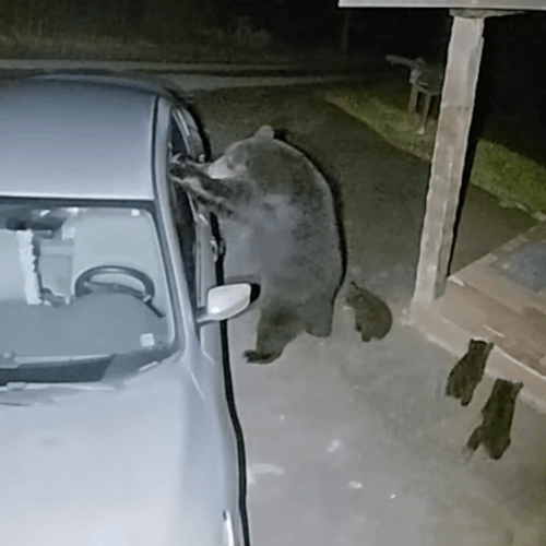 Не сумев открыть дверь машины, медведица выломала окно