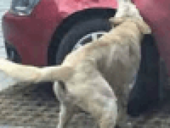 Автомобилисты пострадали от собаки с гингивитом, которая прокусывала шины