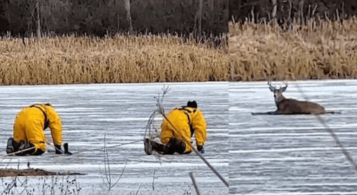 Пожарные доползли до оленя на льду, а после сумели оттолкать его к берегу
