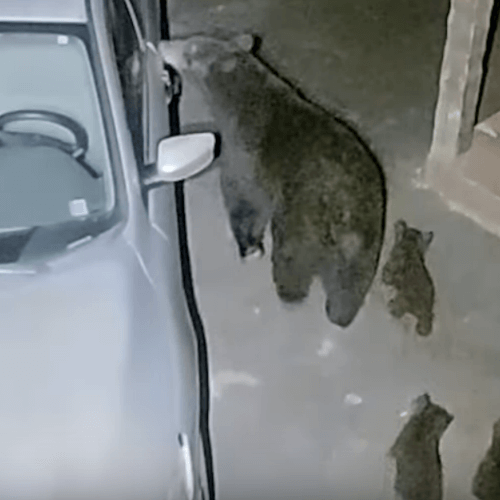 Не сумев открыть дверь машины, медведица выломала окно