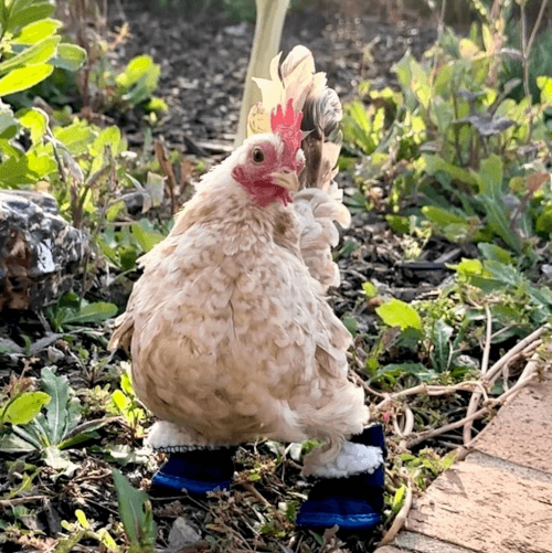 Цыплёнок, потерявший пальцы на лапках, получил в подарок десятки пар ботиночек