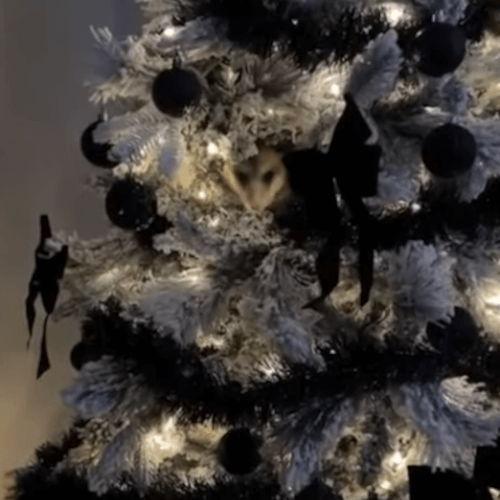 Опоссум пробрался в дом и спрятался в ветвях рождественской ёлки