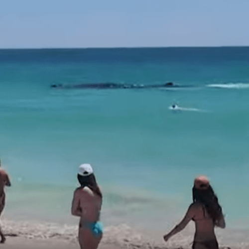 Приплывший на пляж кит приблизился к купавшимся людям