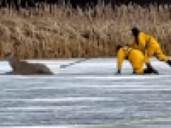 Пожарные доползли до оленя на льду, а после сумели оттолкать его к берегу