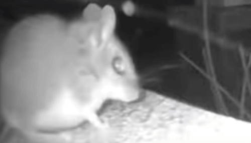 Мышь не только пришла к домовладельцам в гости, но и вежливо позвонила в дверь