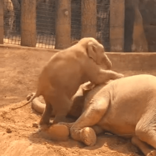 Слонёнок замучил свою маму, которая хотела подремать