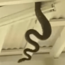 Во время записи подкаста в кадре появилась крупная змея