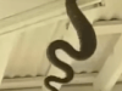Во время записи подкаста в кадре появилась крупная змея