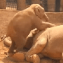 Слонёнок замучил свою маму, которая хотела подремать