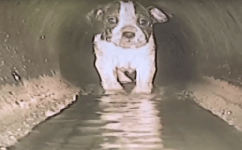 Водопроводчики спасли щенка, застрявшего в канализационной трубе