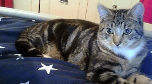 Кот, потерявшийся 11 лет назад, нашёлся в 15-ти минутах от дома