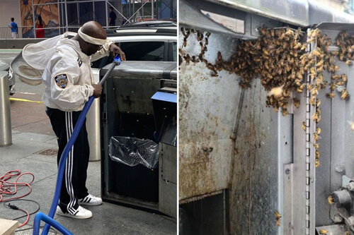 Полицейский-пчеловод удалил 10000 насекомых из мусорных баков