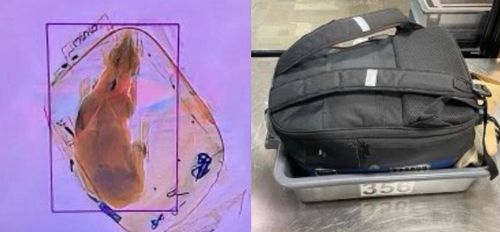 Сотрудники аэропорта обнаружили собаку в рюкзаке пассажирки