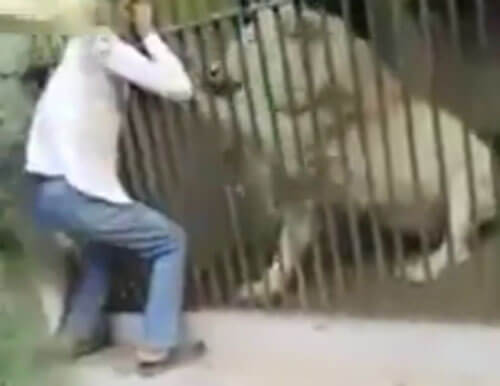 Смотритель зоопарка убедился, что его работа очень опасна