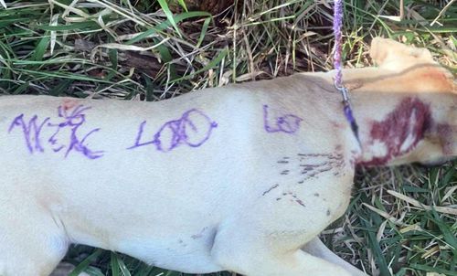 Жестокие люди привязали раненого пса к дереву и разрисовали его маркерами