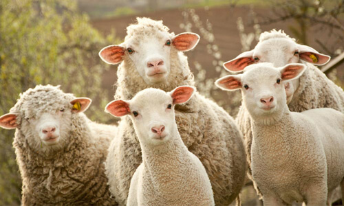 Овцы по непонятной причине выстроились в пугающий круг