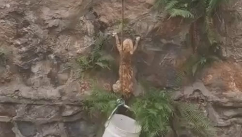 Прохожие вооружились ведром, метлой и верёвками, чтобы не дать утонуть кошке