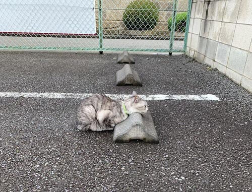 Парковочные барьеры становятся подушками для кошек