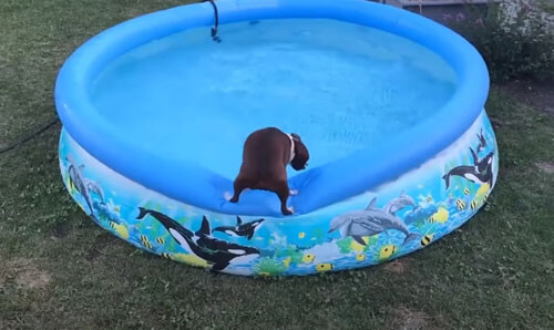 Нерешительный пёс так и не понял, хочется ли ему купаться