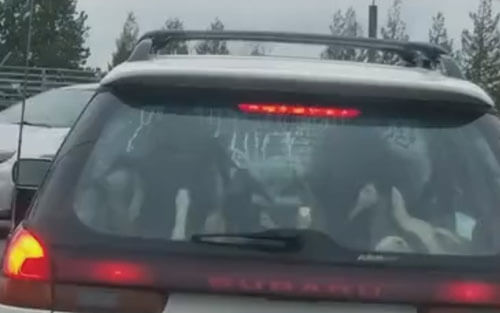 Водителя удивила машина с пассажирами-утками