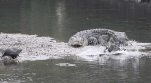 Задиристые выдры напали на крокодила и покусали его за обрубок хвоста